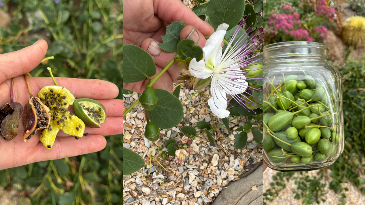 Caper Bush Seeds – Capparis Spinosa Edible Capers Flinders Rose Shrub Seeds Caper Bush Seeds – Capparis Spinosa Edible Capers Flinders Rose Shrub Seeds