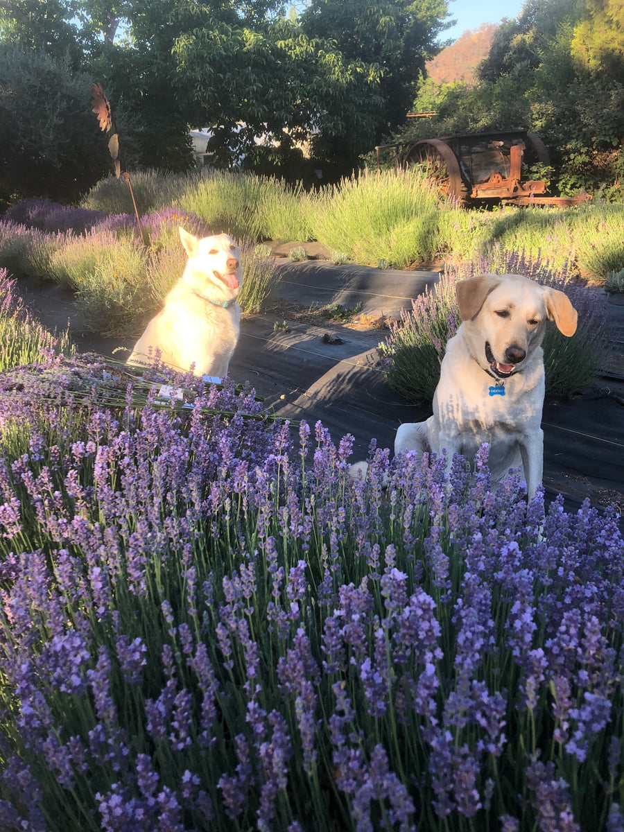 Lavandula stoechas 'Violet Lace'  Violet Lace Spanish Lavender –  Morningsun Herb Farm
