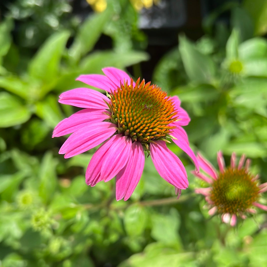 echinacea pow wow wild berry seeds Echinacea purpurea 'PowWow Wild Berry' (1 qt)