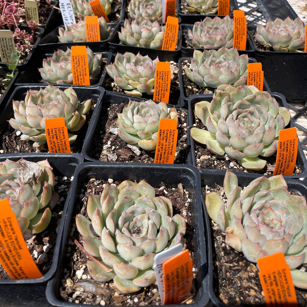 hercules succulent Echeveria 'Hercules' (4