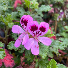 Load image into Gallery viewer, Pelargonium quercifolium 'Chocolate Mint' (4") | Chocolate Mint Scented Geranium (4")