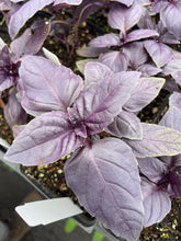 Load image into Gallery viewer, Ocimum basilicum 'Red Rubin' (3.5") | Red Rubin Basil (3.5")