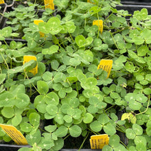 Load image into Gallery viewer, Trifolium pratense (4") | Red Clover (4")