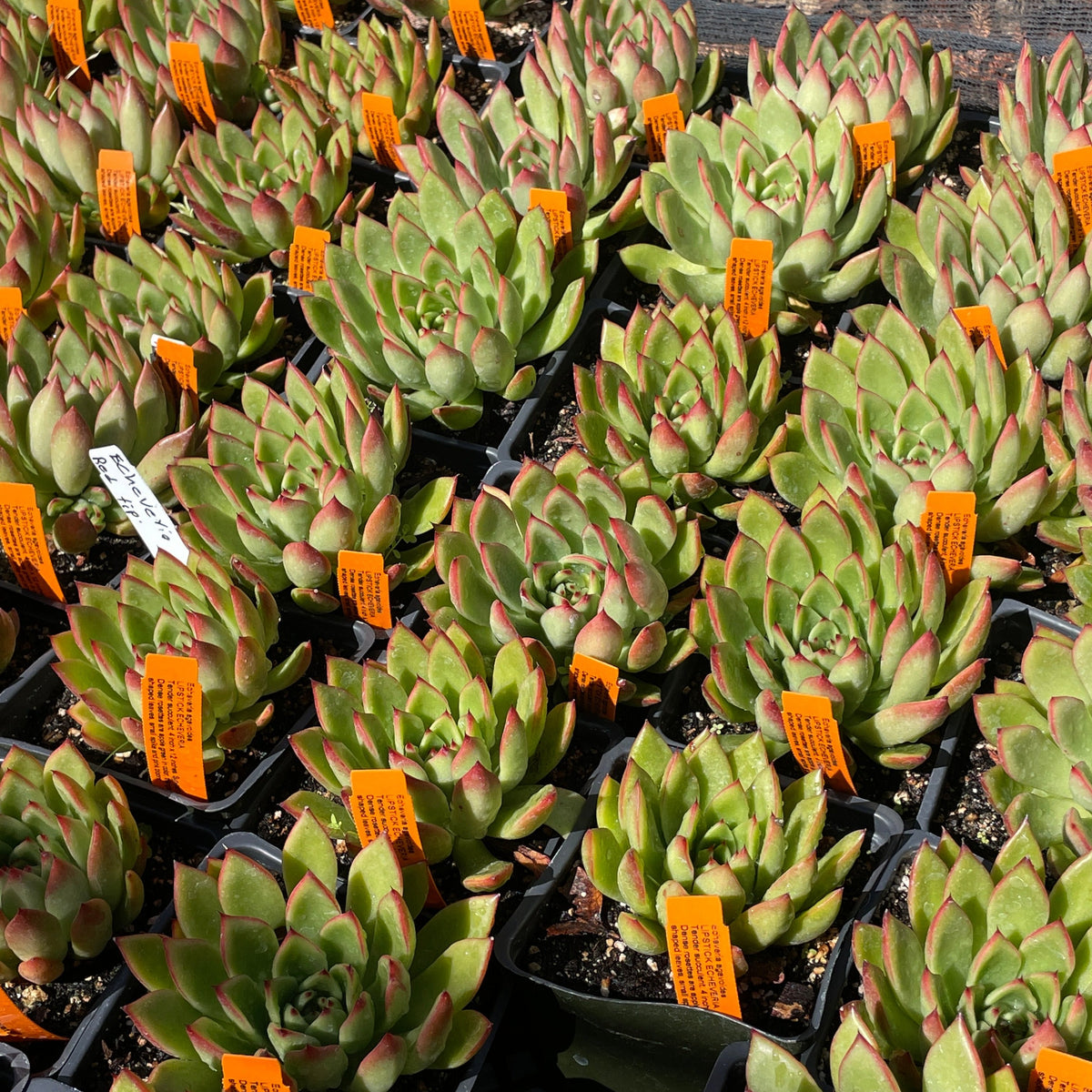 Echeveria agavoides (4