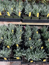 Load image into Gallery viewer, Lavandula x intermedia 'Provence' (4") | Provence Lavender (4")