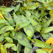 Load image into Gallery viewer, Polygonum odoratum (4") | Vietnamese Coriander (4")