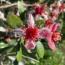 Load image into Gallery viewer, Feijoa sellowiana (1 qt) | Pineapple Guava (1 qt)