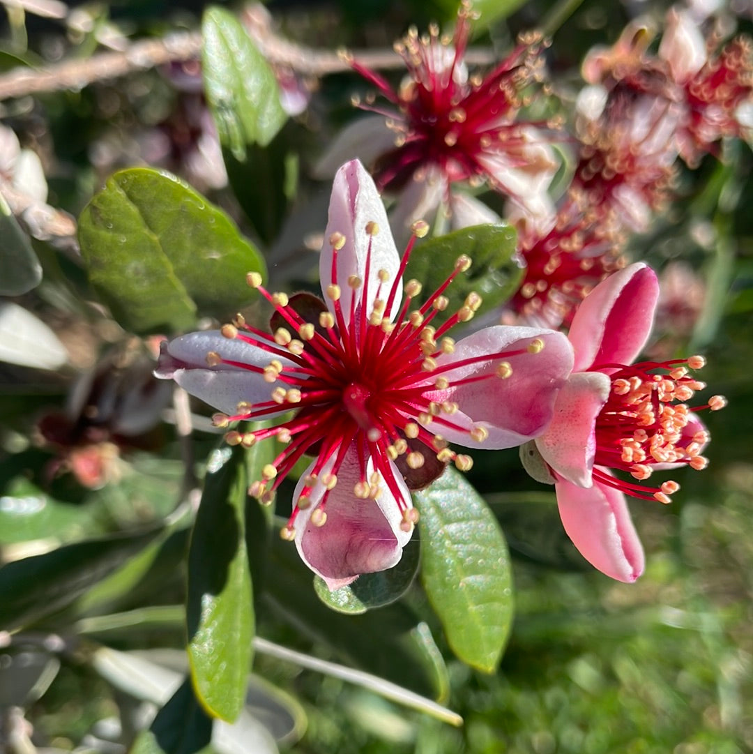 Feijoa sellowiana (1 qt)