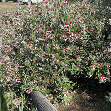 Load image into Gallery viewer, Feijoa sellowiana (1 qt) | Pineapple Guava (1 qt)