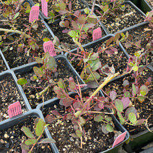 Load image into Gallery viewer, Capparis spinosa var inermis (4") | Spineless Caper Bush (4")