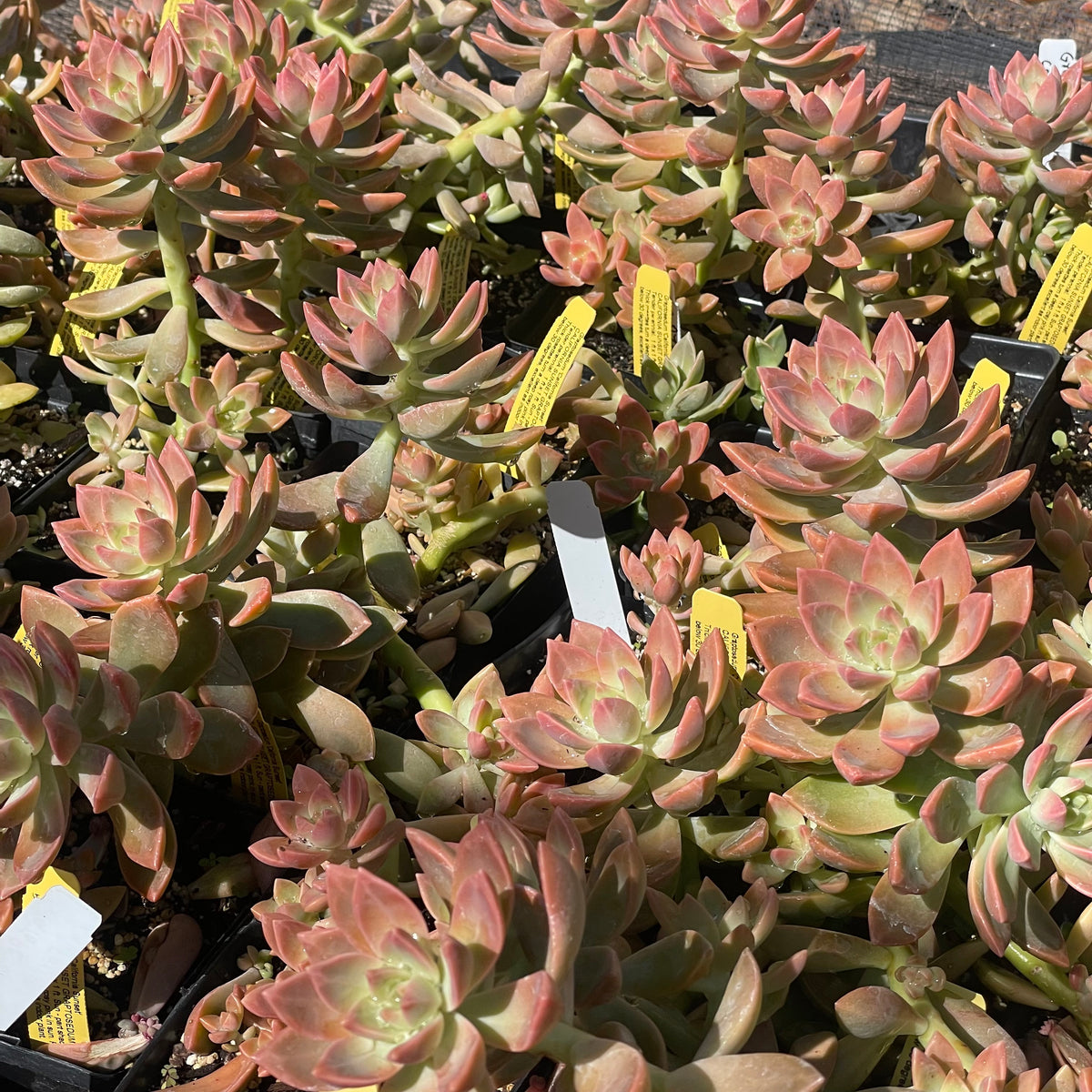Graptosedum 'California Sunset' (1 qt)