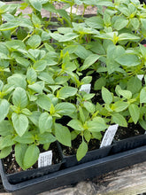 Load image into Gallery viewer, Ocimum basilicum 'citriodora' (3.5") | Lemon Basil 'Mrs. Burns' (3.5")