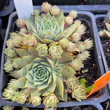Load image into Gallery viewer, Sempervivum 'Red Beauty' (4") | Red Beauty Hens and Chicks (4")