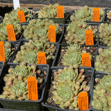 Load image into Gallery viewer, Sempervivum 'Red Beauty' (4") | Red Beauty Hens and Chicks (4")