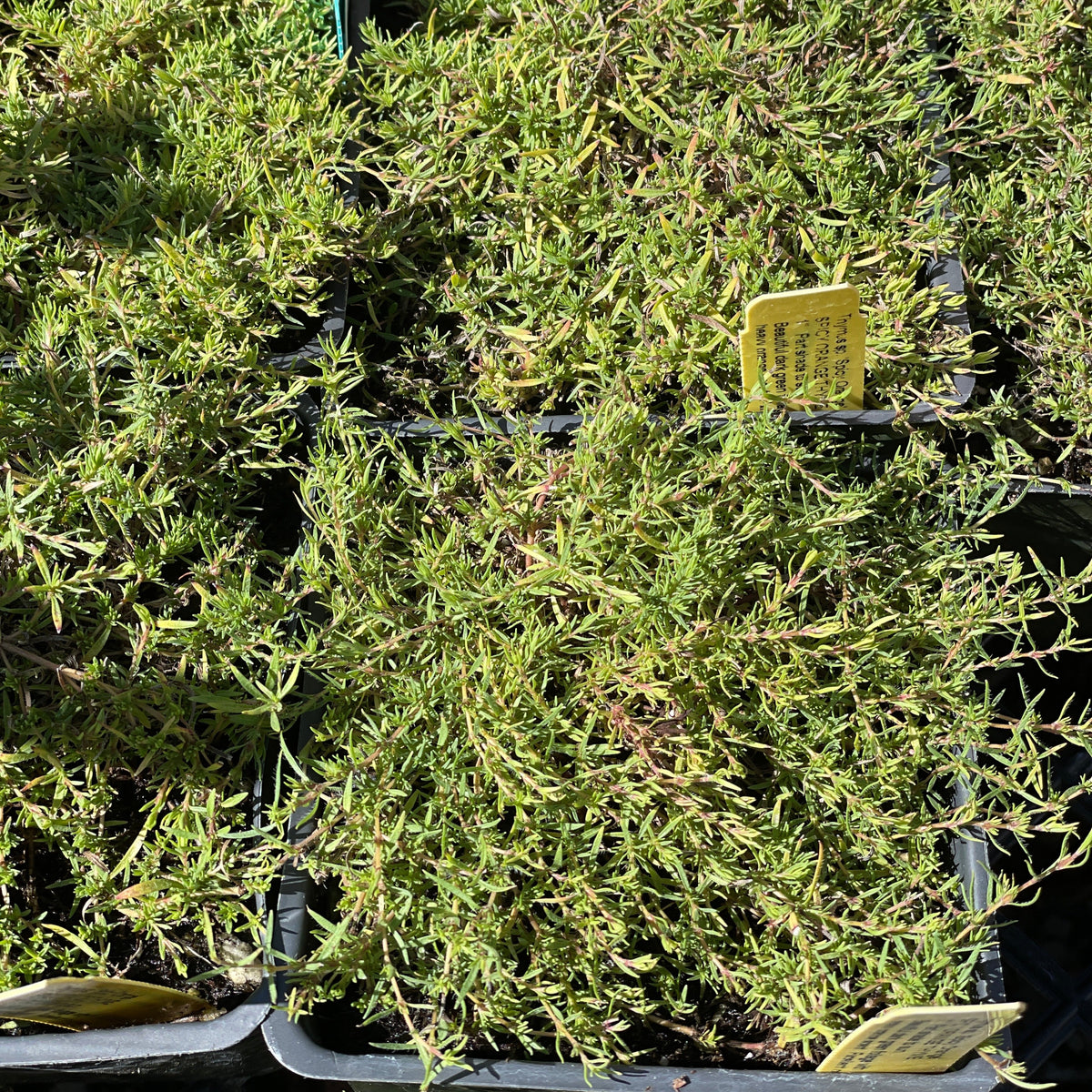Thymus sp. 'Spicy Orange' (4