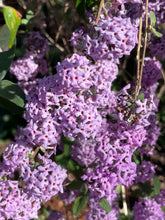 Load image into Gallery viewer, Buddleia alternifolia (1 qt) | Fountain Butterfly Bush (1 qt)