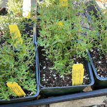 Load image into Gallery viewer, Thymus vulgaris 'French Dotwell' (4") | French Thyme (4")