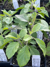 Load image into Gallery viewer, Ocimum sanctum 'Rama' (3.5") | Rama Tulsi Basil (3.5")