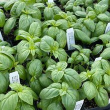 Load image into Gallery viewer, Ocimum basilicum 'Genovese' (3.5") | Genovese Basil (3.5")