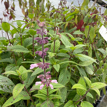 Load image into Gallery viewer, Salvia 'Waverly' (1 qt) | Waverly Sage (1 qt)
