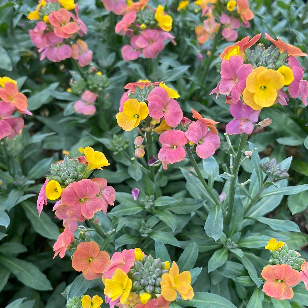 Erysimum 'Rainbow Eyes' (1 qt) Winter Eyes Wallflower (1 qt) Morningsun Herb Farm