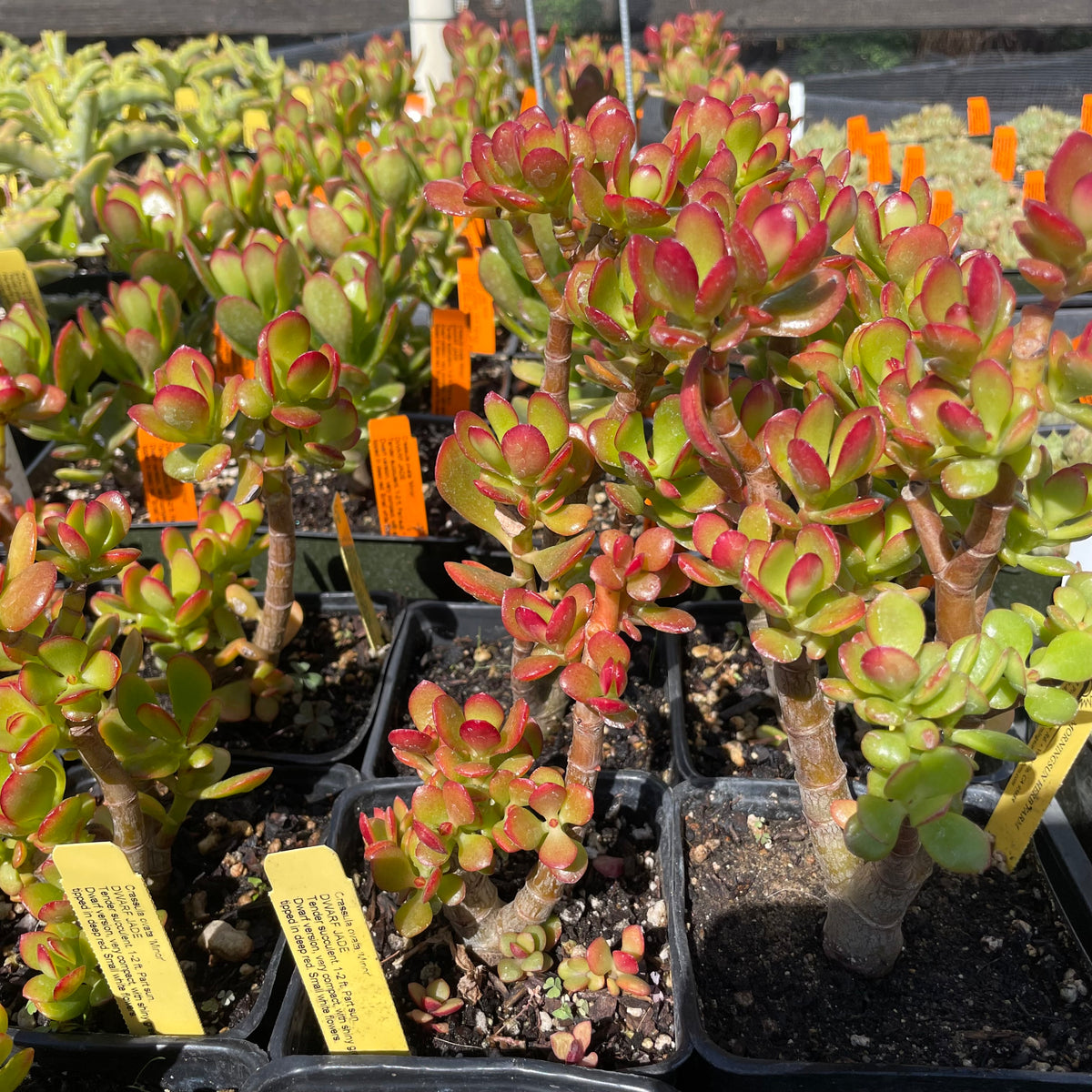 jade plant red Crassula ovata 'Minor' (4")