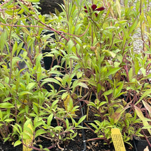 Load image into Gallery viewer, Cosmos atrosanguineus (1 qt) | Chocolate Cosmos (1 qt)