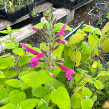 Load image into Gallery viewer, Salvia dorisiana (1 qt) | Fruit Scented Sage (1 qt)