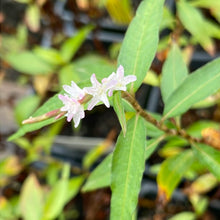 Load image into Gallery viewer, Polygonum odoratum (4") | Vietnamese Coriander (4")