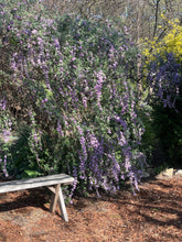 Load image into Gallery viewer, Buddleia alternifolia (1 qt) | Fountain Butterfly Bush (1 qt)