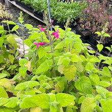 Load image into Gallery viewer, Salvia dorisiana (1 qt) | Fruit Scented Sage (1 qt)