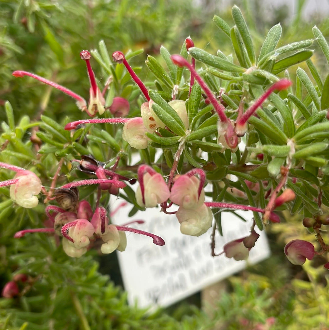 Grevillia lanigera (1 qt) | Woolly Grevillea (1 qt) – Morningsun