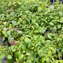 Load image into Gallery viewer, Salvia chiapensis (1 qt) | Chiapas Sage (1 qt)