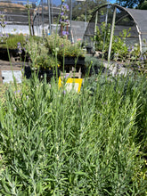Load image into Gallery viewer, Lavandula angustifolia 'Munstead' (4") | Munstead English Lavender (4")