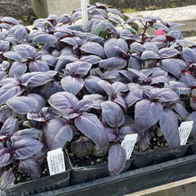 Load image into Gallery viewer, Ocimum basilicum 'Amethyst' (3.5") | Amethyst Basil (3.5")