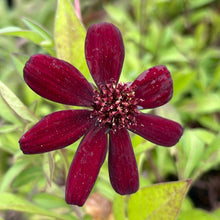 Load image into Gallery viewer, Cosmos atrosanguineus (1 qt) | Chocolate Cosmos (1 qt)