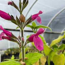 Load image into Gallery viewer, Salvia dorisiana (1 qt) | Fruit Scented Sage (1 qt)