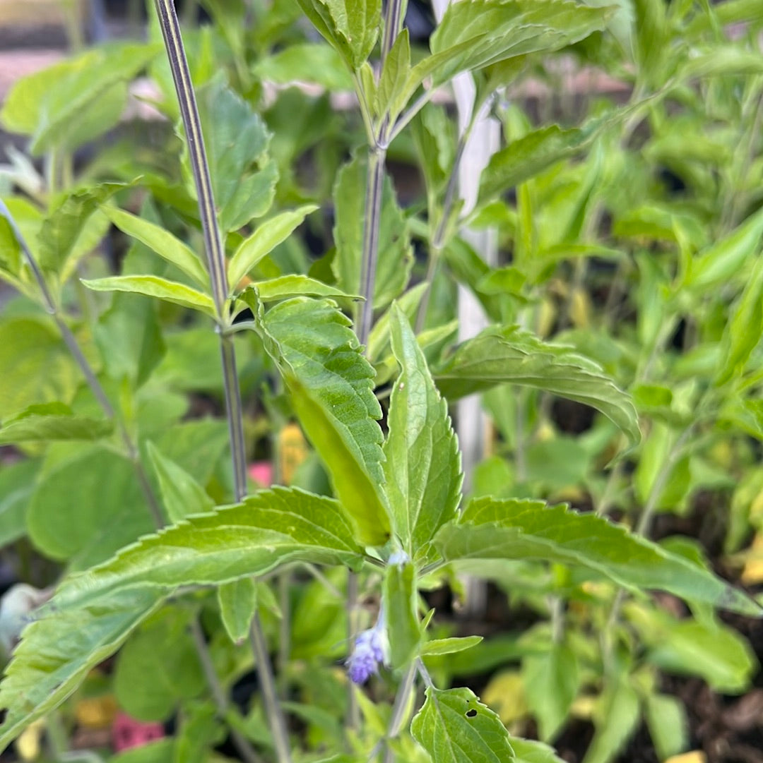 Salvia farinacea 'Henry Duelberg' (1 qt) | Henry Duelberg Mealy