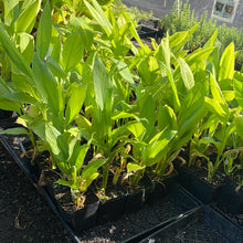 Load image into Gallery viewer, Curcuma Longa (1 qt) | Turmeric (1 qt)