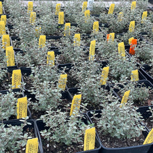 Load image into Gallery viewer, Thymus argenteus 'Hi-Ho Silver' (4") | Hi-Ho Silver Thyme (4")
