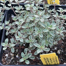 Load image into Gallery viewer, Thymus argenteus 'Hi-Ho Silver' (4") | Hi-Ho Silver Thyme (4")