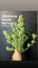 Load image into Gallery viewer, HARVESTING AND ENJOYING CANNABIS IN THE GARDEN 8/15/26 11 am - 12:30 pm