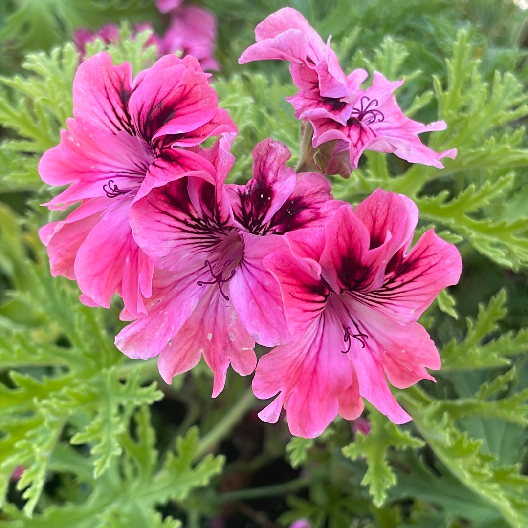 Pelargonium 'Lara Bounty' (4