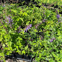 Load image into Gallery viewer, Salvia miltiorrhiza (1 qt) | Danshen, Red Root Sage (1 qt)