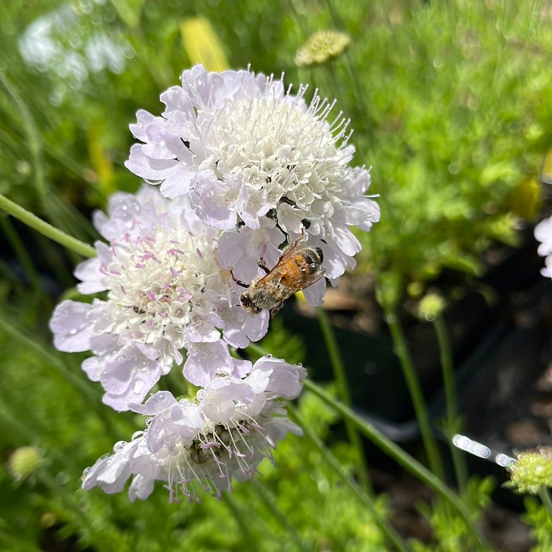 Scabiosa (Pincushion Flower) – CSG Flower Sale
