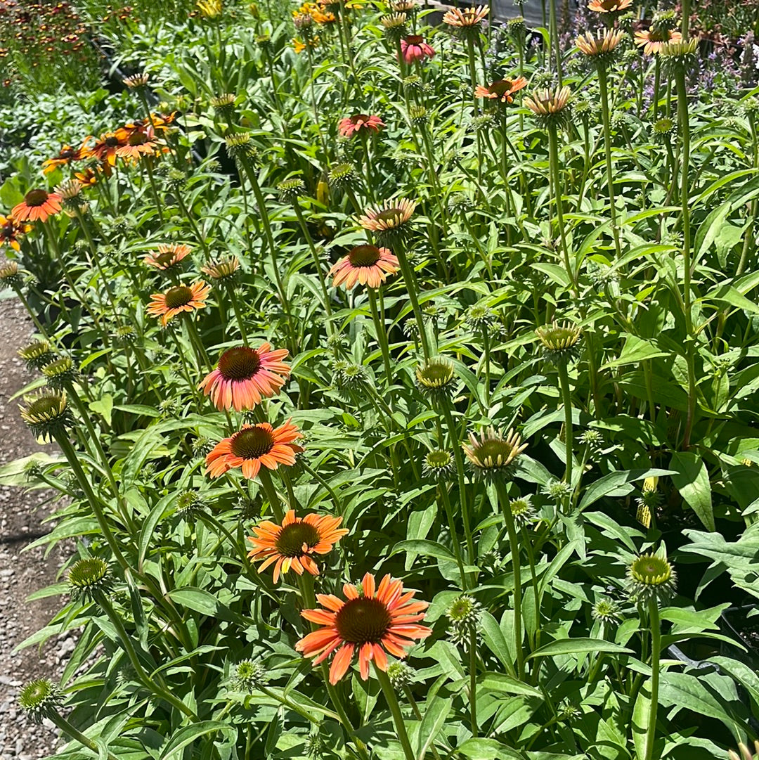 rainbow marcella echinacea seeds Echinacea 'Rainbow Marcella' (1 qt)
