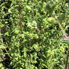 Load image into Gallery viewer, Origanum vulgare cv. (3.5") | Italian Oregano (3.5")