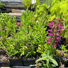 Load image into Gallery viewer, Salvia sessilifolia (1 qt) | Madagascar Highland Sage (1 qt)