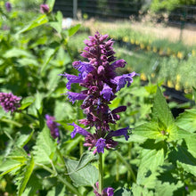 Load image into Gallery viewer, Agastache 'Blue Boa' (1 qt) | 'Blue Boa' Hyssop (1 qt)