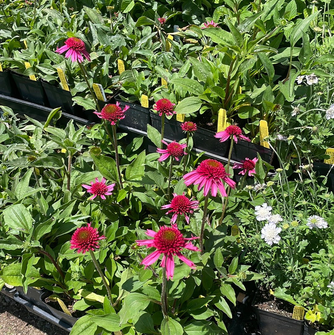 echinacea delicious candy seeds Echinacea 'Delicious Candy' (1 qt)
